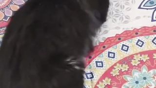 Vídeo de gatos vejam como eles são fofos