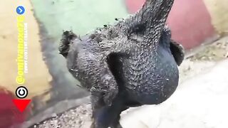 Tiktok video 39