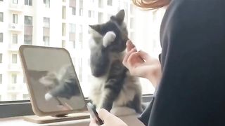 CATS WORLD 28