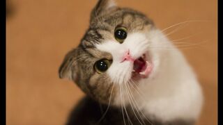 Funny Cats and Kittens Meowing Compilation 5