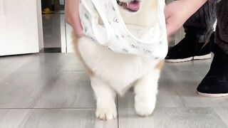 dogs video viral video