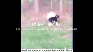 Funny Video tiktok Dogs & Cats compilation