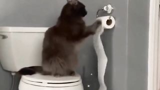 The Cats are Crazy