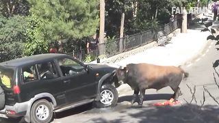 Funny animals 43