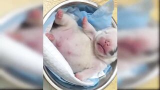Baby Dogs - Cute and Funny Dog Videos Compilation 7