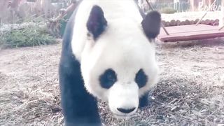 ???? Panda Funny Moment Videos Compilation