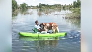 Try Not To Laugh At This Ultimate Funny Dog Video Compilation - Funny Pet Videos