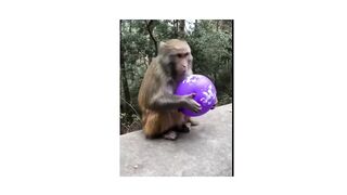 Funny Monkey 3