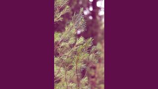 best relaxing sounds