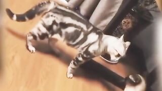 #funny cats#full funny dogs#funny enjoy