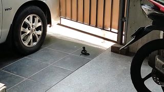 Snake infront my house