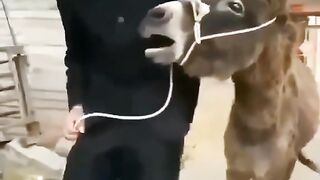 Try to not laugh