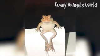 Funny Cats and Dogs 3