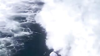 killer whales play