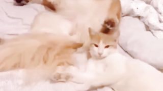 Funny pets 6