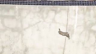 Animal safety 2