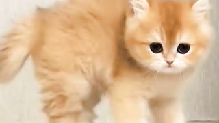 Dancing funny cats