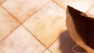 funny Cats