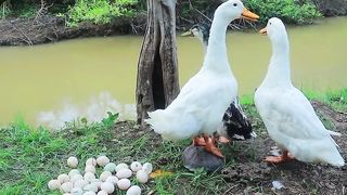 Duck&Delicious