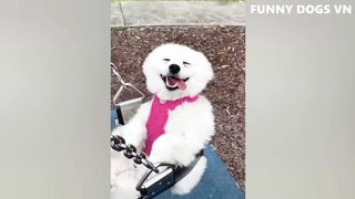 Try Not To Laugh Animals 2023