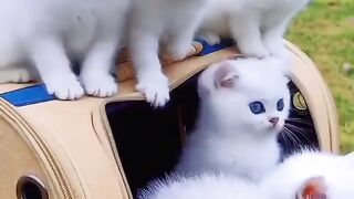 Telaawat Quran