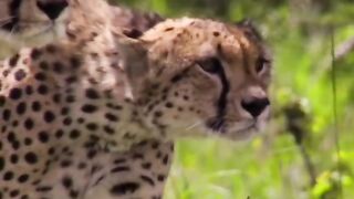 Wildlife animal Cheeta hunting cows