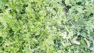Greenary