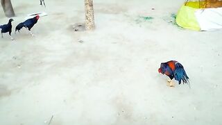 TikTok video 33