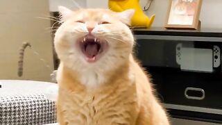 funny cat everyday - 2023