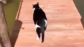 the cat turned to splash in the water wkwkw