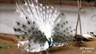 12 Stunning Peacock Species from Around the World