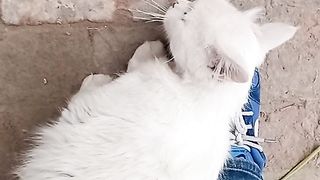 Cute Cat play with me