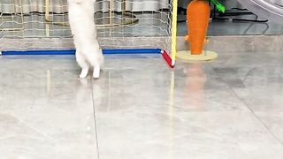 orange cats are always unlucky lol #cat