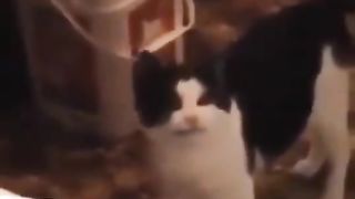 Random meme cat ????