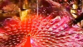Peacock In The World Rare peacock colors