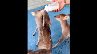 Cute baby animals Videos Compilation cute moment of the animals - Funniest Animals 3