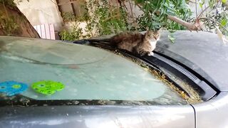 Funny tabby pet cat on the car