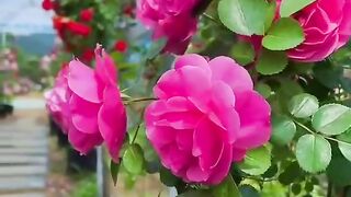 Природа 39