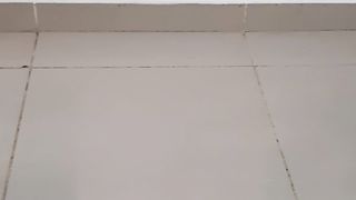 Cute cats 6