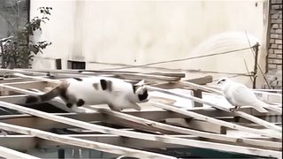Animals 16