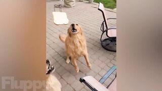 Your Daily Dose of Funny DOGS Compilation! ???? (2023)