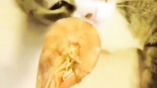 Funny Animal