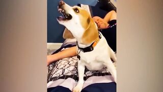 LOL Amimal Memes - Funniest Animals Video ???????? 2023