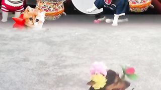 Funny dog 21