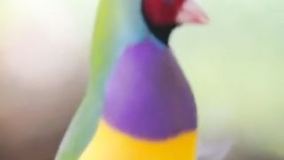 Beautiful Bard