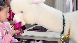 Cute enimal 2