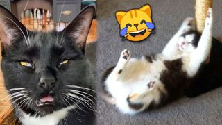Funny CATS REACT to Catnip №2 ???? TikTok Compilation 2023 | JoysPets