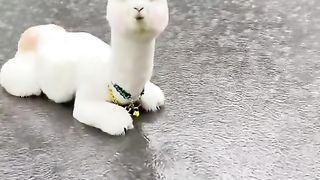 Viral enimal video