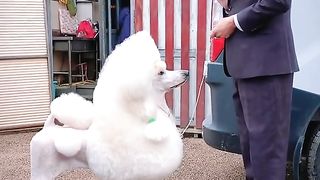 Fibr dog 2