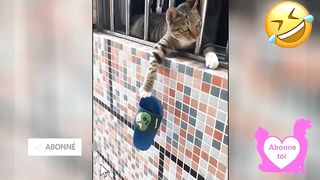 Dose d'humour Vidéo Betisier Drole Chien et Chat